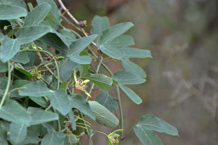 Passiflora mexicana, Mexican Passionflower